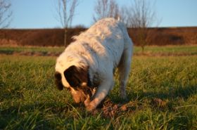 DSC_0211.jpg