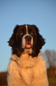 DSC_0413.jpg